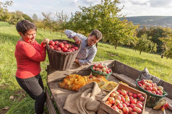 Apfelernte im Saarland